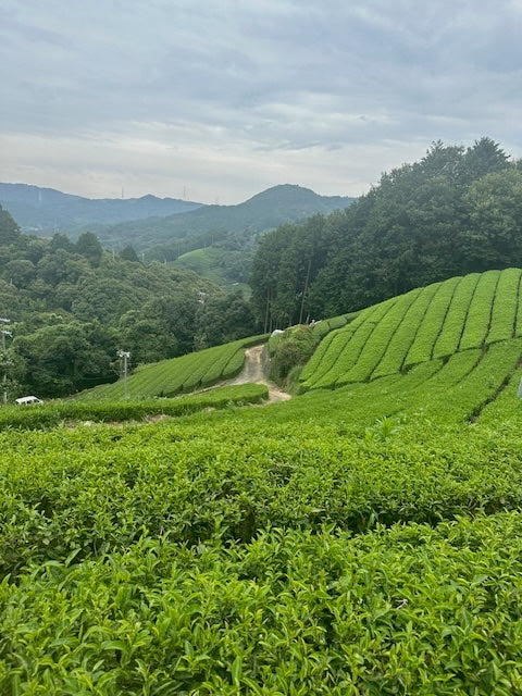 Nakai Estate Matcha