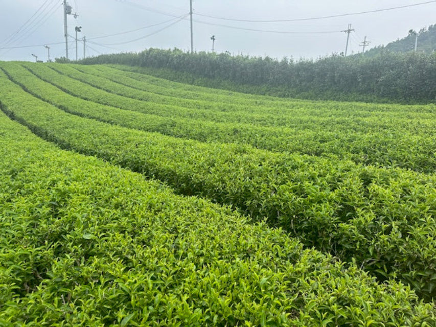 Nakai Estate Matcha
